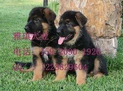 德国牧羊犬爆料视频大全,爆料视频大全精彩瞬间 第3张 德国牧羊犬爆料视频大全,爆料视频大全精彩瞬间 第3张